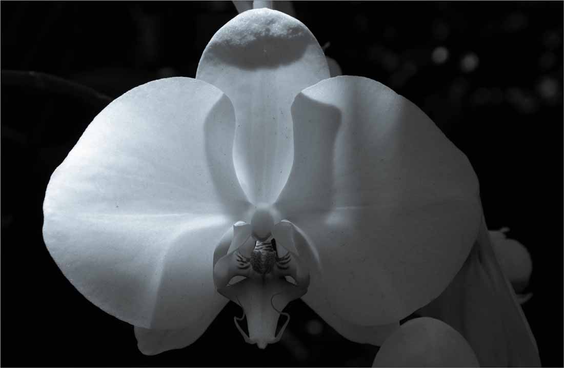 orchidée 